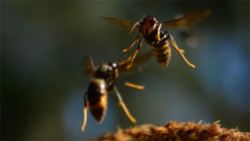 Un hombre murió tras ser picado por un enjambre de avispas