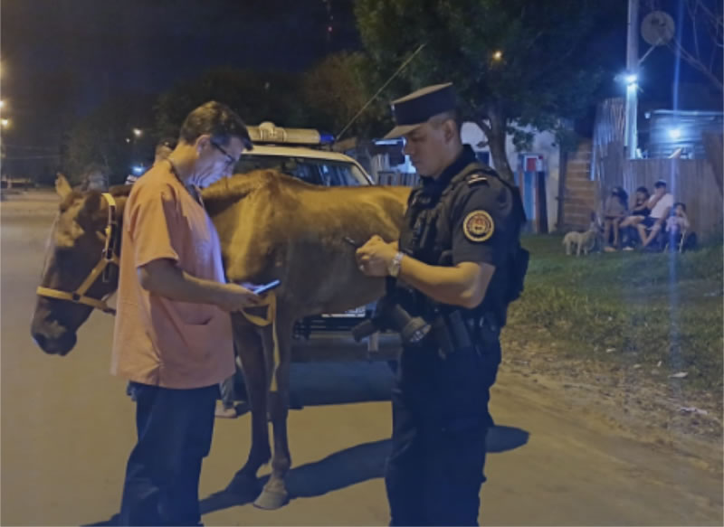 Retuvieron un caballo que tiraba de un carro tras detectar signos de maltrato