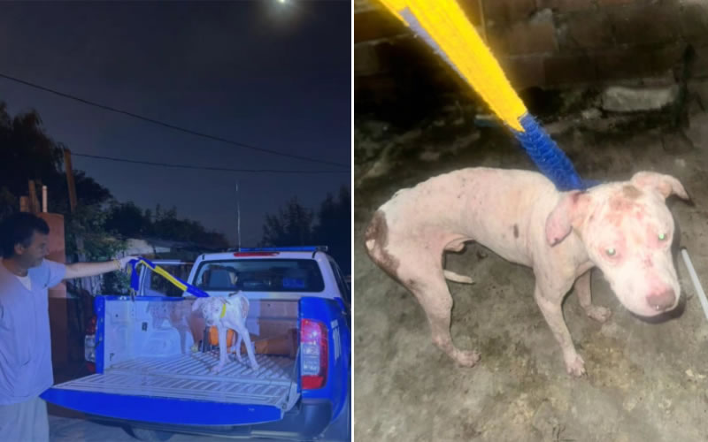 Rescataron a un perro que presentaba desnutrición, infecciones en la piel y bajo peso