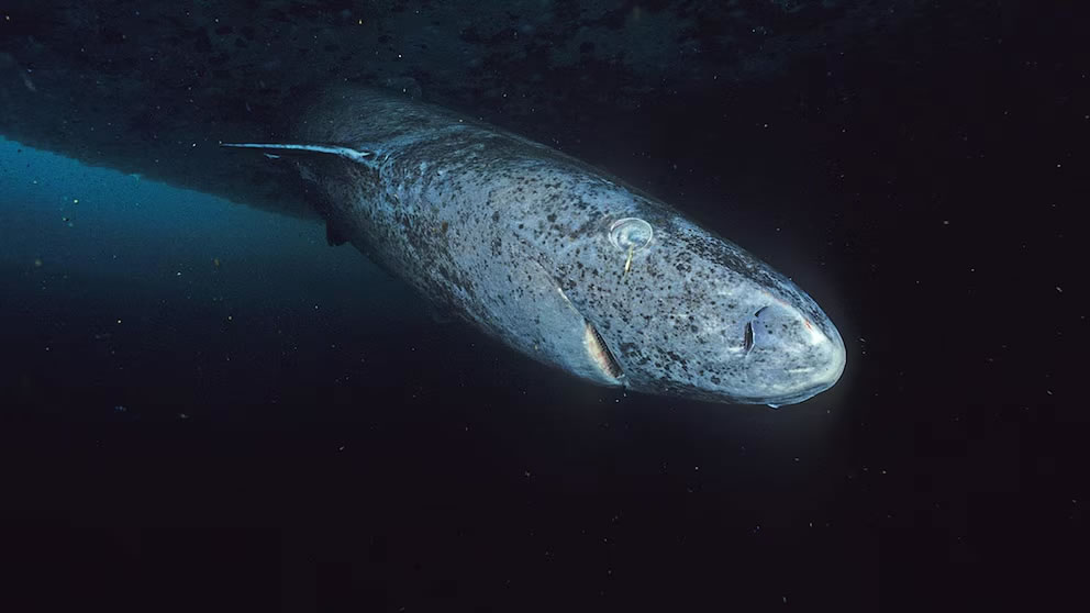 Por qué el tiburón de Groenlandia es el nuevo enigma de la biología del envejecimiento