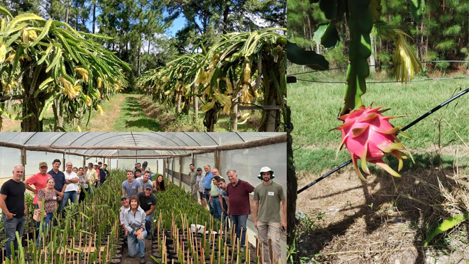 Pitaya en Concordia: La fruta que empezó como alternativa y hoy impulsa una mesa de trabajo productiva