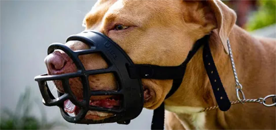 Santa Fe impulsa una ley de Seguridad Canina para prevenir ataques de perros peligrosos