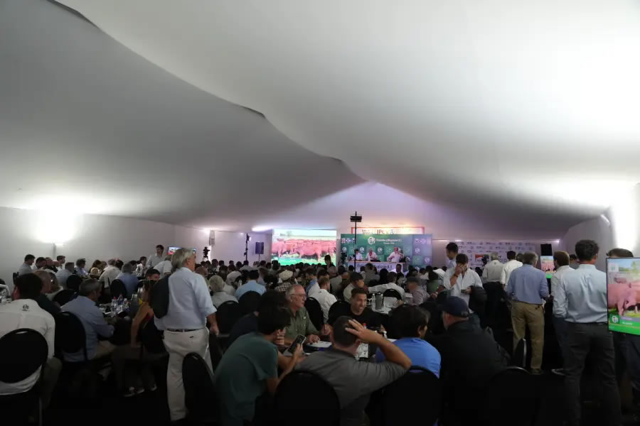Remate de hacienda récord en Expoagro: 38.000 cabezas vendidas
