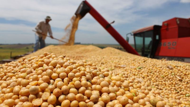 Según un informe, la producción de soja en Entre Ríos caería un 36% en 2026