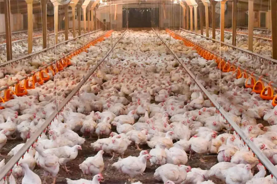 Intensifican la bioseguridad para evitar el ingreso de la influenza aviar en Entre Ríos