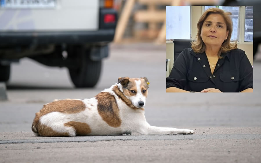 ¿Atropellar un animal es delito? La fiscal Rivoira nos explica que dice la ley y cuando puede haber una causa penal