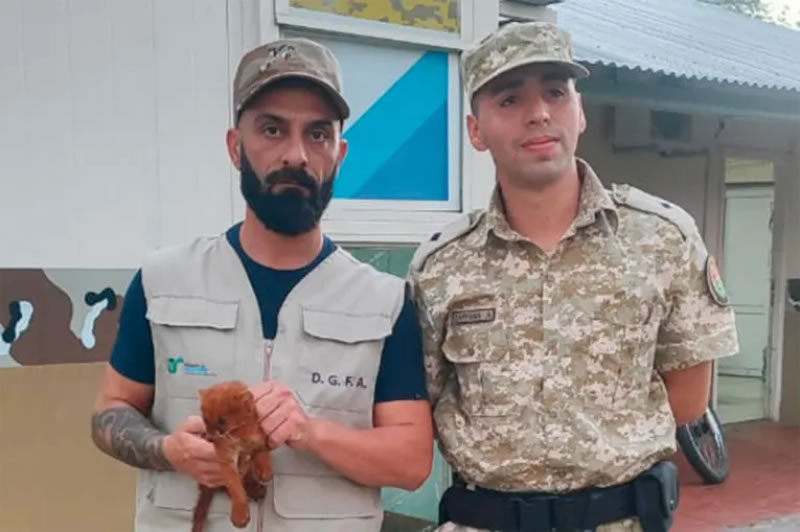 Rescataron un ejemplar de Yaguarundí en Santa Elena: se encontraba desnutrido y deshidratado