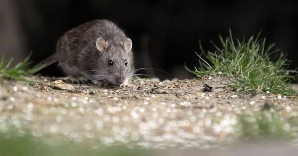 Entre Ríos registró un caso de hantavirus y dos de chikungunya