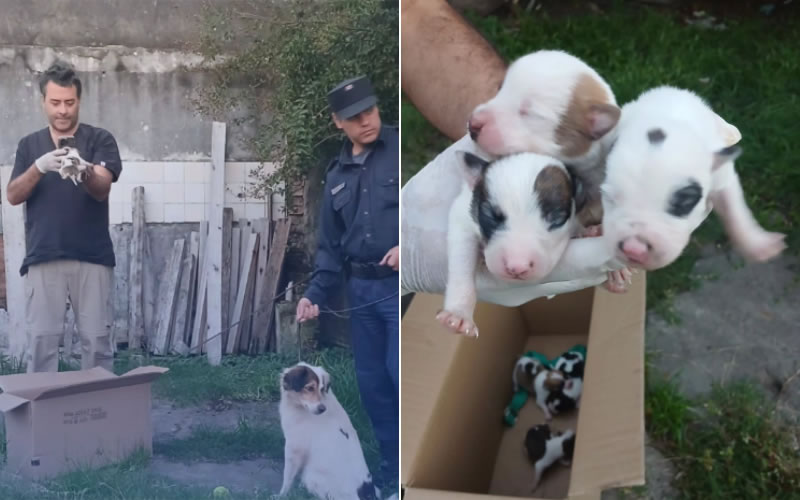 Rescataron a una perra y seis cachorros tras un allanamiento por una denuncia por maltrato animal