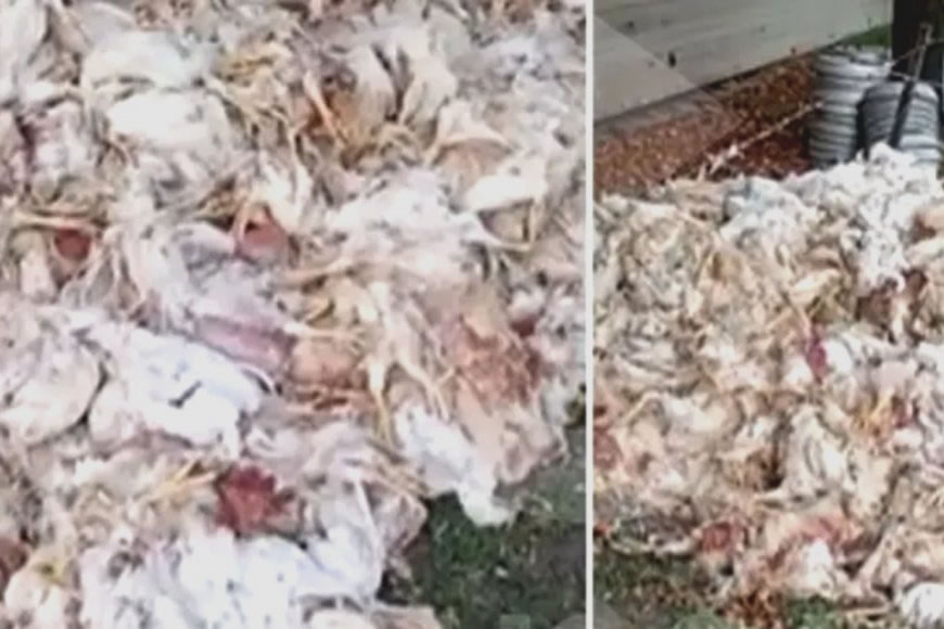 Granjeros denuncian mortandad de pollos por falta de comida