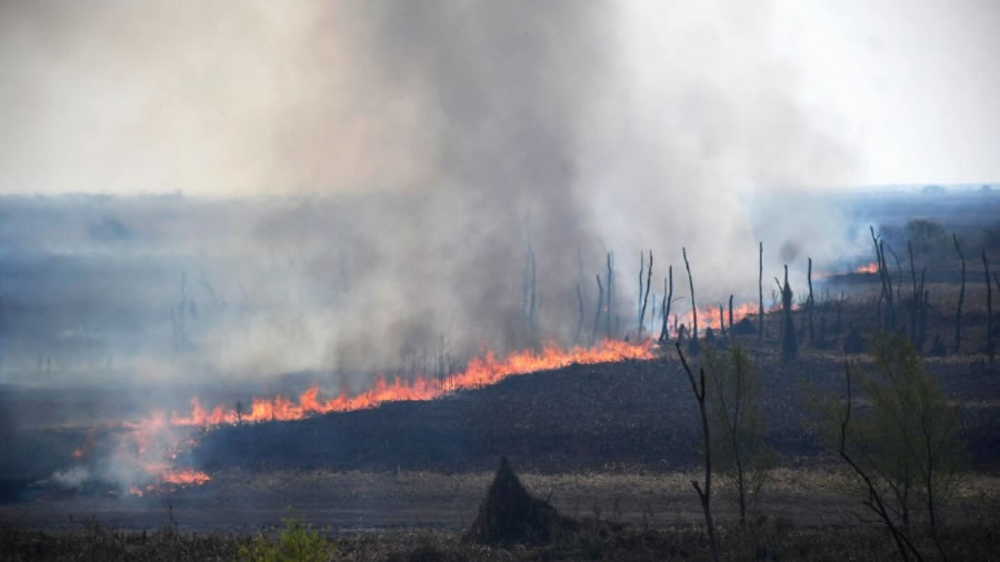 Incendios en el Delta: Ratifican las penas a los apicultores, pero el caso será revisado por la Corte