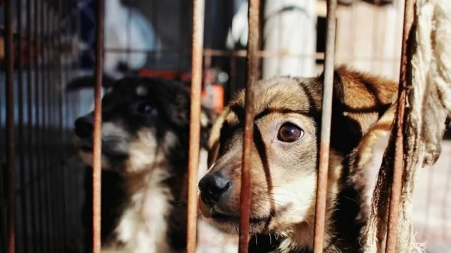 La Justicia de Mendoza reconoció a los animales como “seres sintientes”