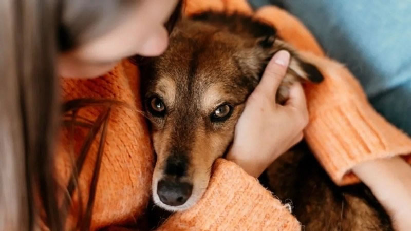 Italianos podrán tomarse hasta tres días de licencia al año para cuidar a sus mascotas enfermas