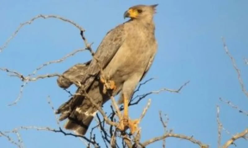 El martes continuará el tratamiento del proyecto de ley que busca conservar la fauna silvestre nativa de Entre Ríos