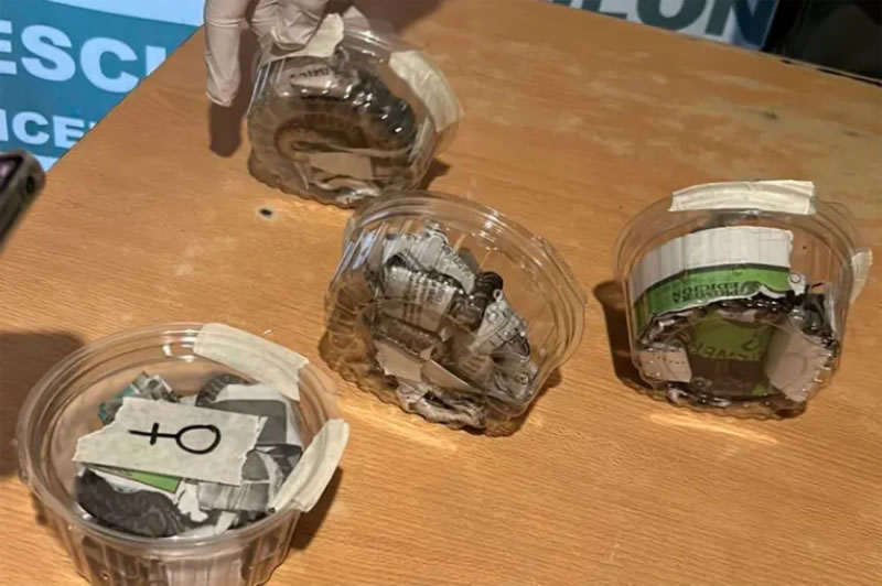 Rescataron seis crías de serpientes Boa constrictora que eran transportadas en encomienda