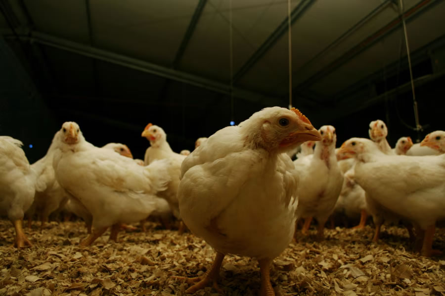 Argentina volvió a posicionarse como país libre de influenza aviar y avanza en la reapertura de mercados