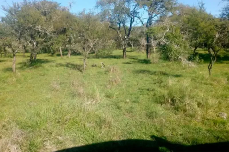 Mataron a balazos a caballos de un intendente entrerriano: investigan un ataque intencional