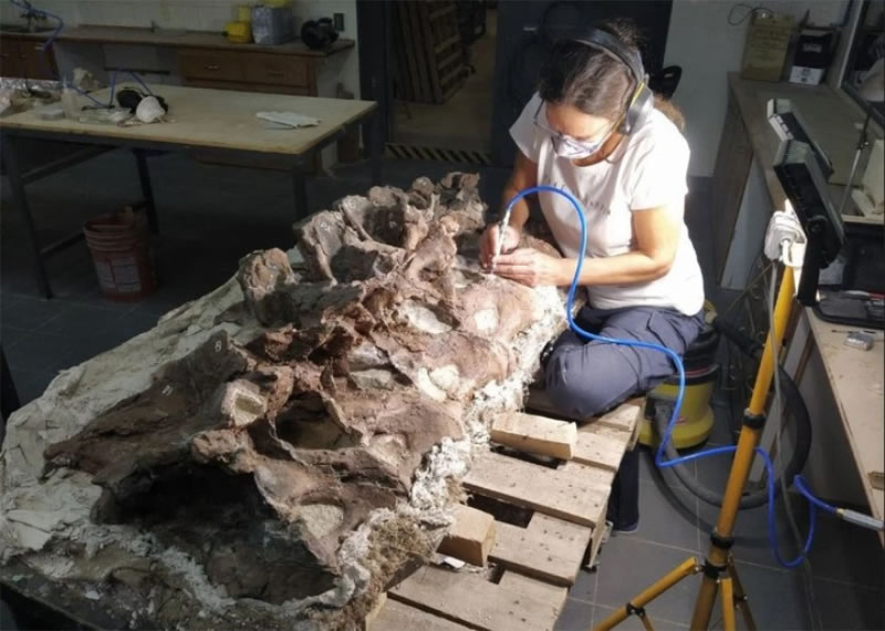 En Chubut descubrieron al Bicharracosauro, un dinosaurio clave del Jurásico