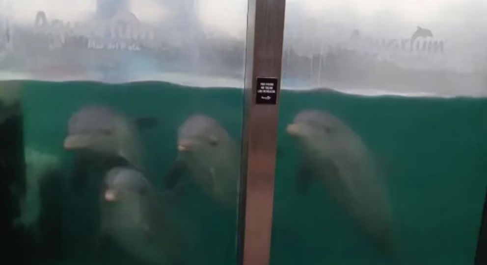 Quebró el Aquarium de Mar del Plata y crece la polémica por el destino de 66 animales