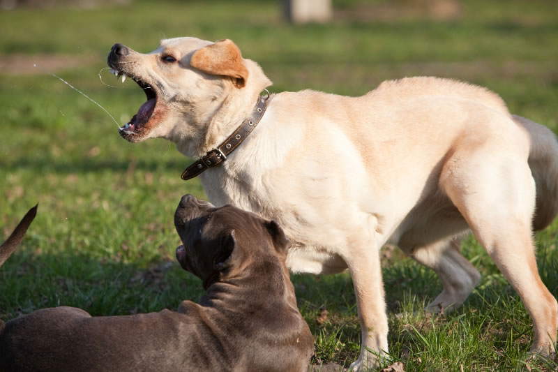 Veterinaria Municipal remarcó que «está activo» el registro para perros potencialmente peligrosos