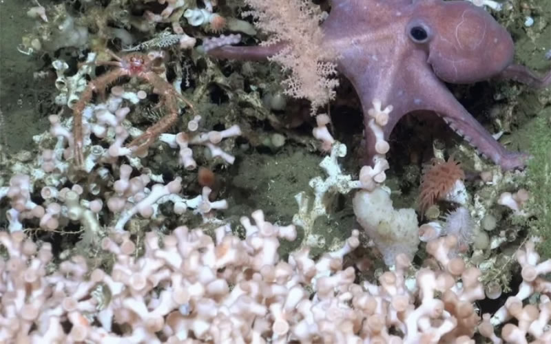 Encontraron en Argentina un arrecife de coral de aguas frías del tamaño del Vaticano