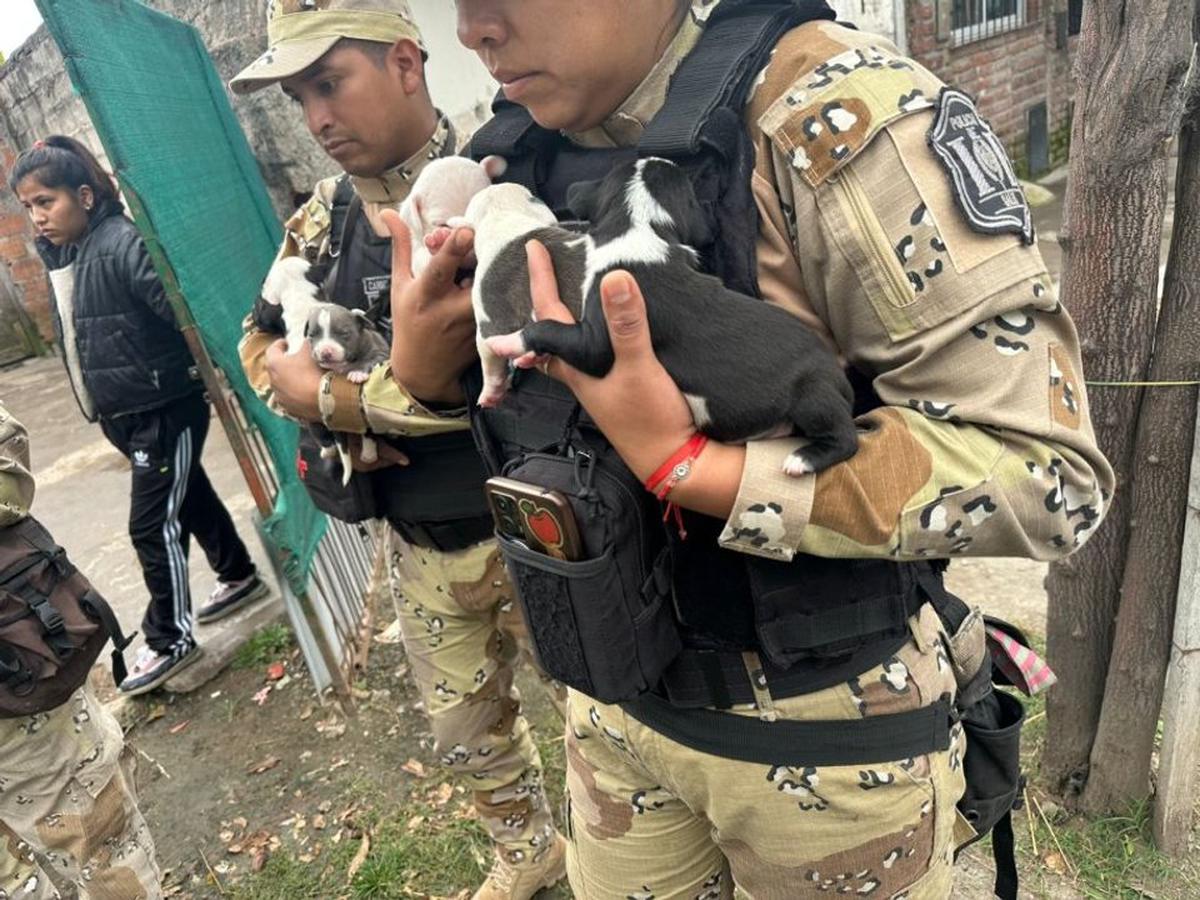 Diez perros pitbull rescatados en Salta tras denuncia por maltrato animal
