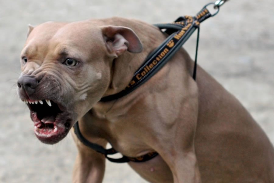 Multarán al dueño del perro que mordió a un nene en Concordia