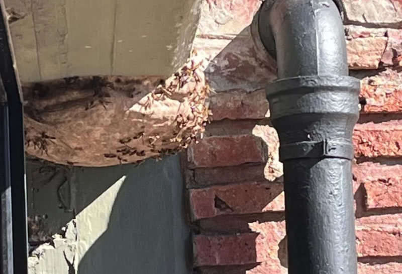 Bomberos Voluntarios debió trabajar en un edificio cercano a la Represa para extraer un panal de avispas