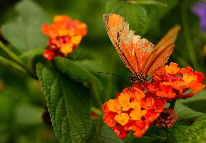Jornada de avistamiento y reconocimiento de especies de mariposas