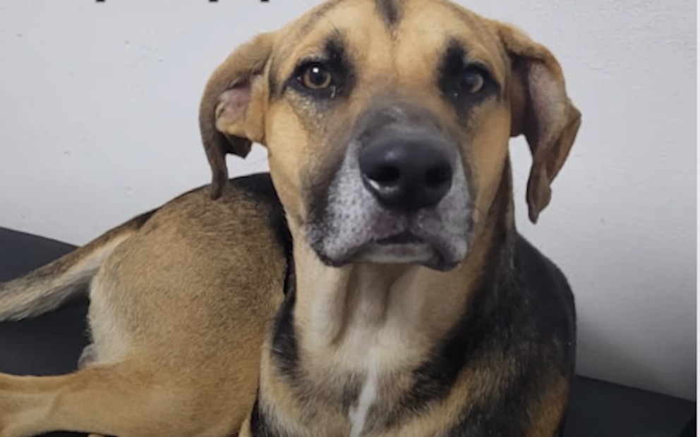 La historia de Arturo, el perro que esperó 25 días en el hospital a su dueño que había muerto