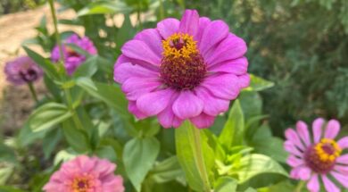 PczzJWBS3_1256x620__1