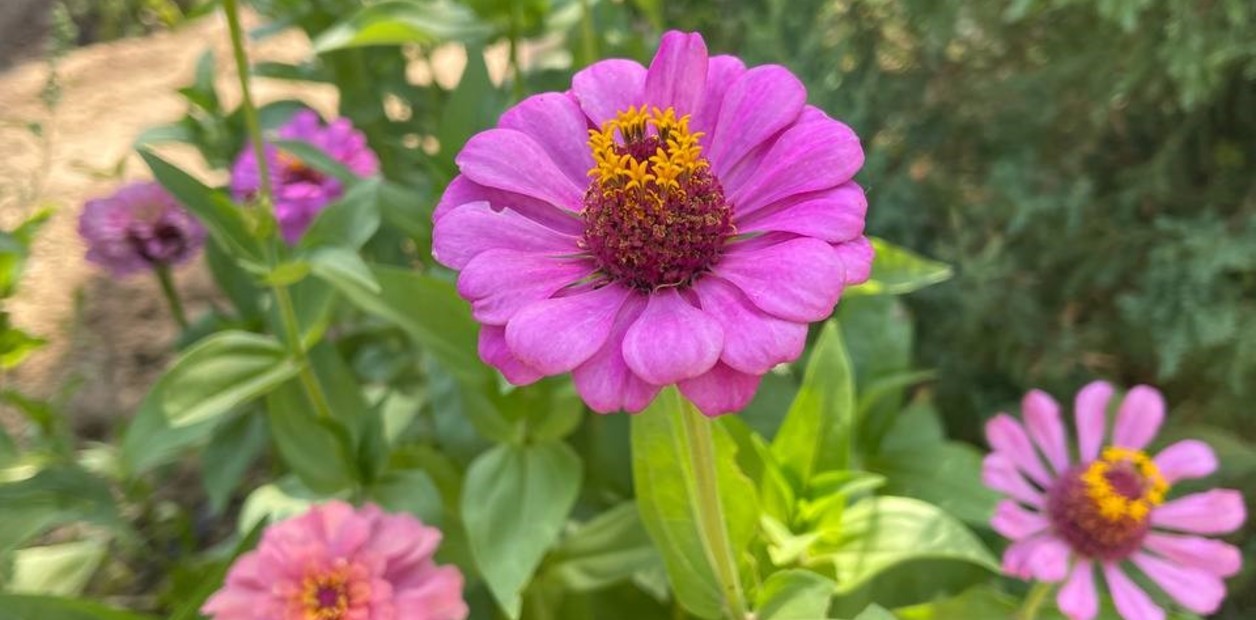 Sembrar una vez y para siempre: 12 flores que se reproducen solas y llenan macetas y jardines de color