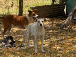 SaveClip.App_671186741_18322509871253785_2124483650011105745_n