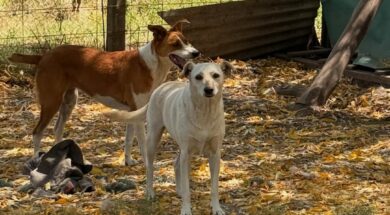 SaveClip.App_671186741_18322509871253785_2124483650011105745_n