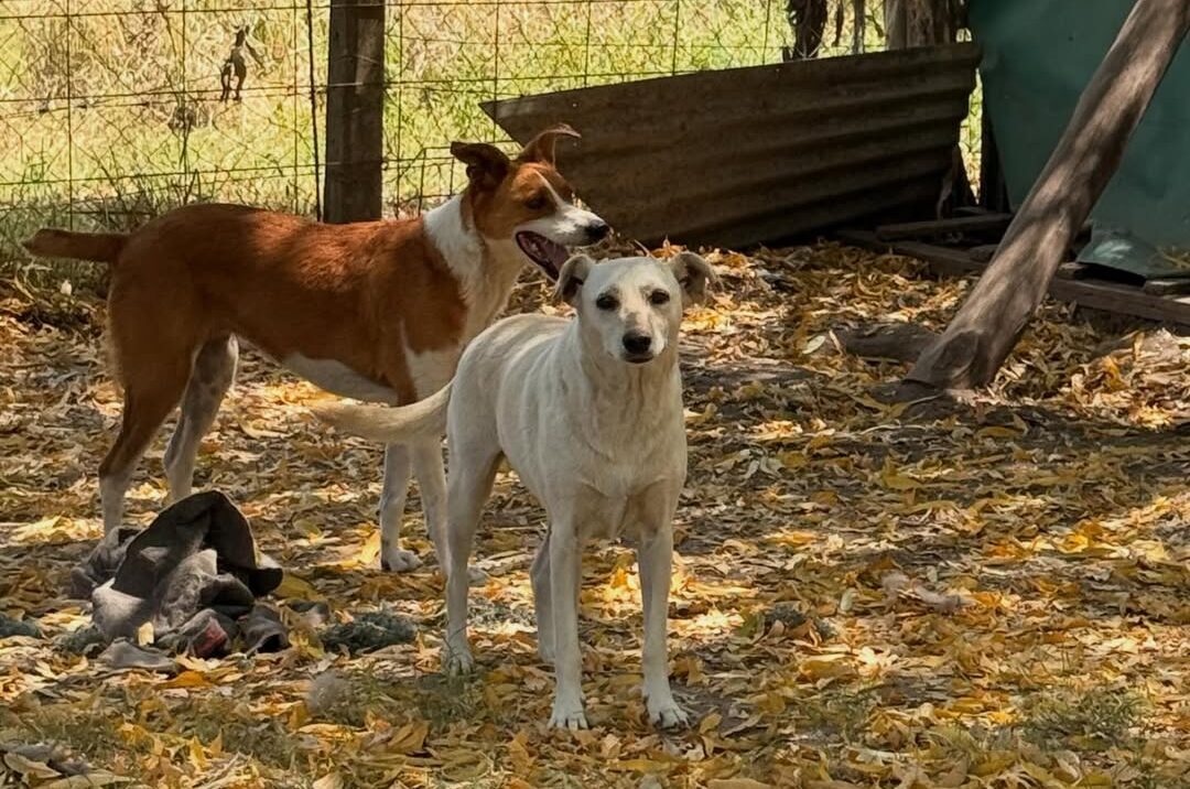 La Tarde de las Naricitas Frías: un festival solidario para ayudar a los que no tienen voz