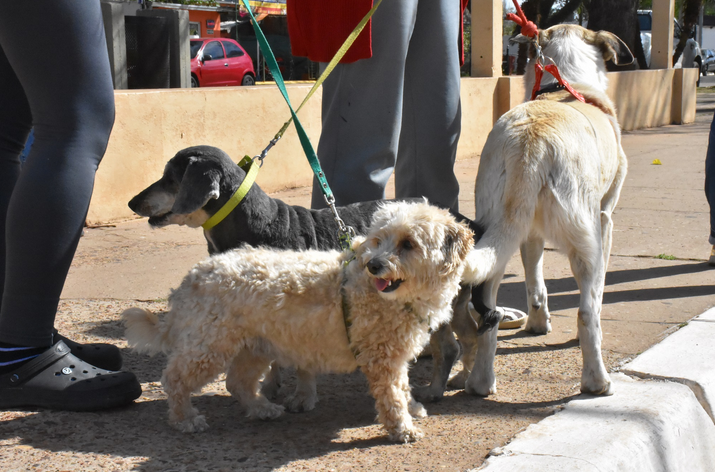 Jornada de Vacunación Antirrábica por el Día del Animal