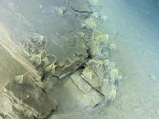 Japón explora el océano a 9.000 metros de profundidad y encuentra una forma de vida desconocida para la ciencia