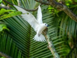 que-significado-tiene-que-un-ave-merodee-tu-ZTPLQRNCTJDUXDESFS5MCB6BOA