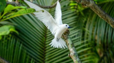 que-significado-tiene-que-un-ave-merodee-tu-ZTPLQRNCTJDUXDESFS5MCB6BOA