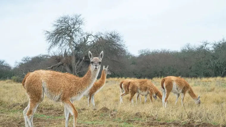 Proponen habilitar la carne de guanaco en todo el pais como alternativa de consumo