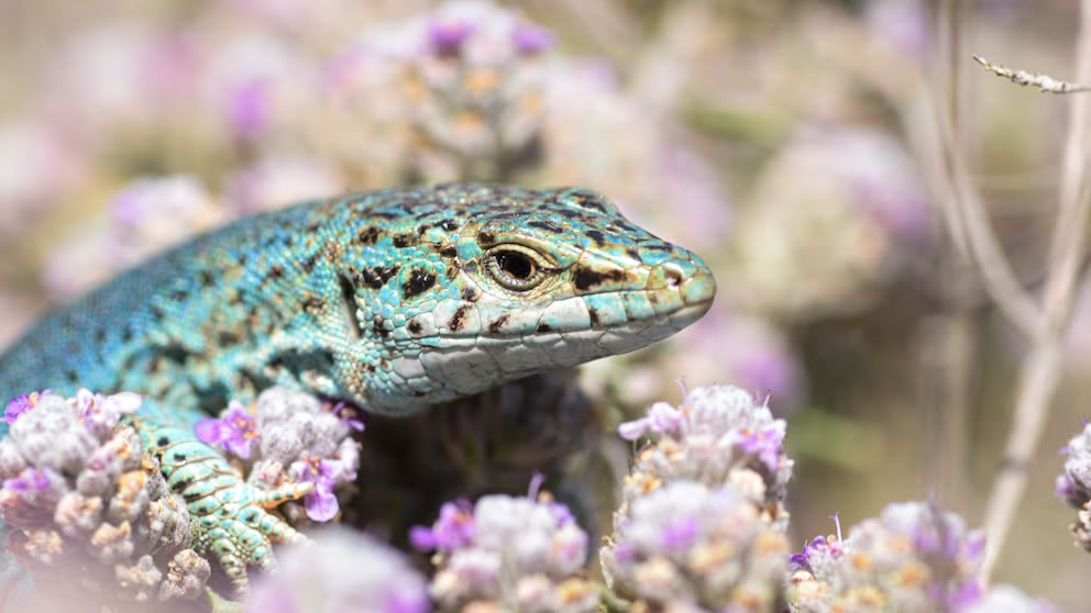 Una serpiente invasora está acabando con las lagartijas endémicas de Ibiza