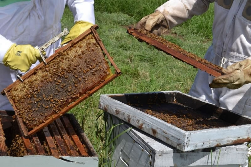 Comienza la Semana de la Miel para promover el consumo y fortalecer la producción apícola