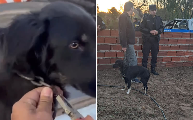 Tras una denuncia, una perra encadenada y en delicado estado fue rescatada