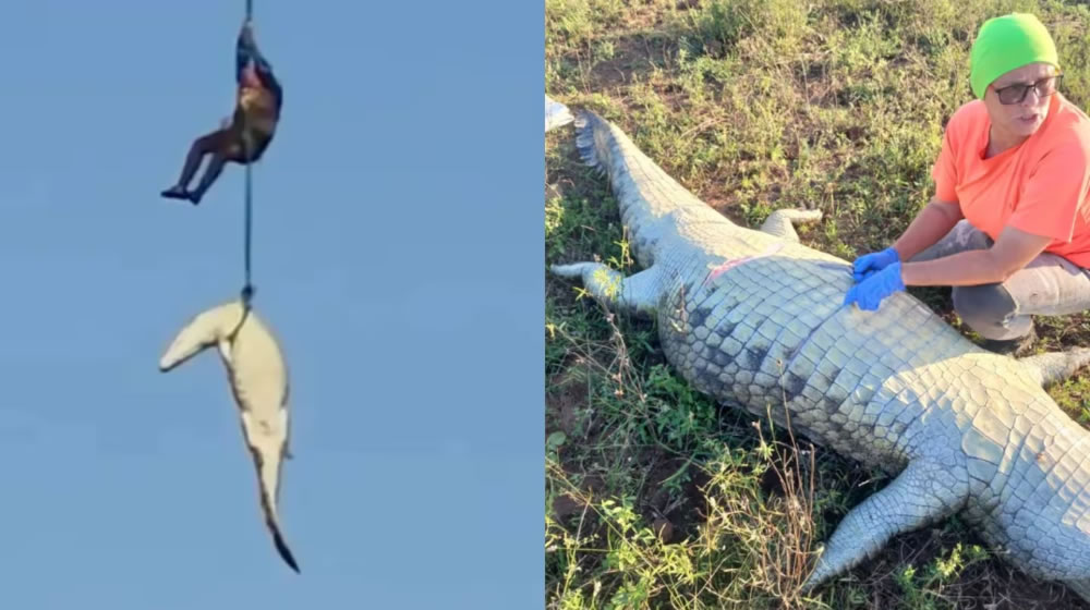 Horror en Sudáfrica: mataron a un enorme cocodrilo y adentro descubrieron los restos de un empresario