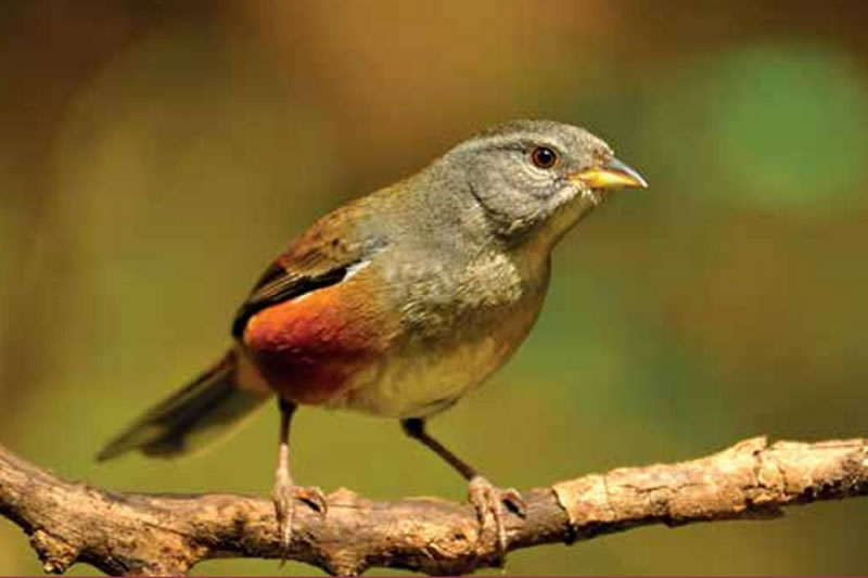 Presentaron en Diputados una obra sobre la biodiversidad de aves en Entre Ríos