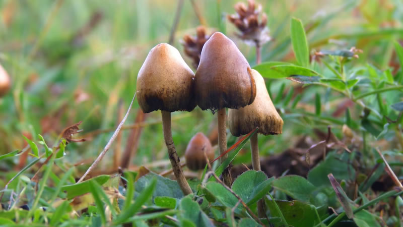 Descubrieron un compuesto natural que podría ayudar en el tratamiento de adicción a la cocaína, según un nuevo estudio