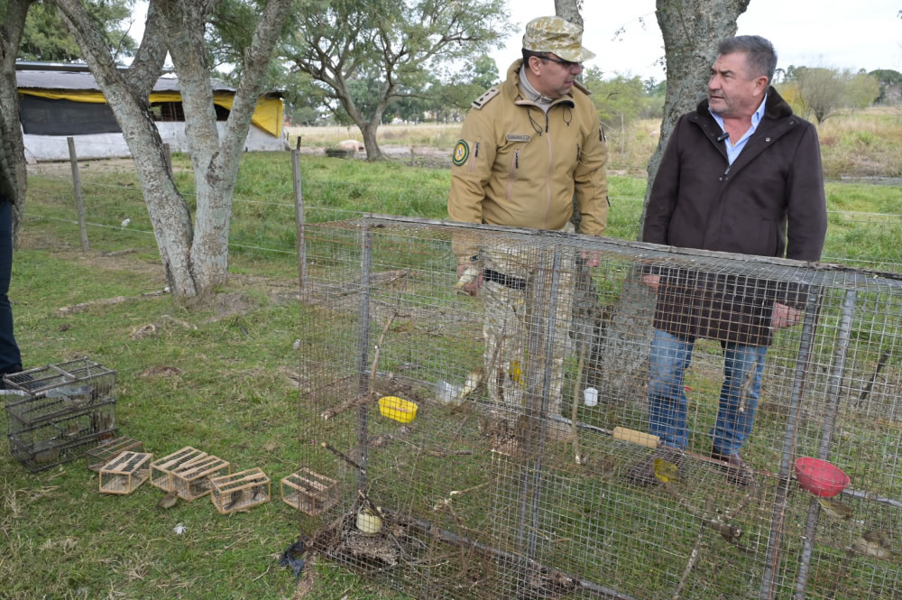 Tras un operativo en ruta 14 se liberaron 60 jilgueros recuperados del tráfico ilegal