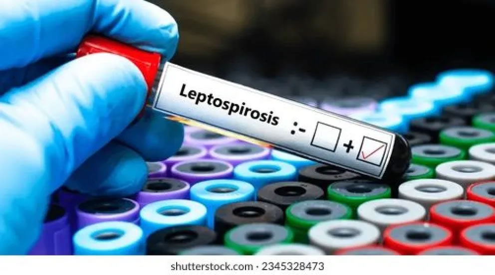 Aumento de leptospirosis: Entre Ríos ya registra 15 contagios en personas en lo que va del año