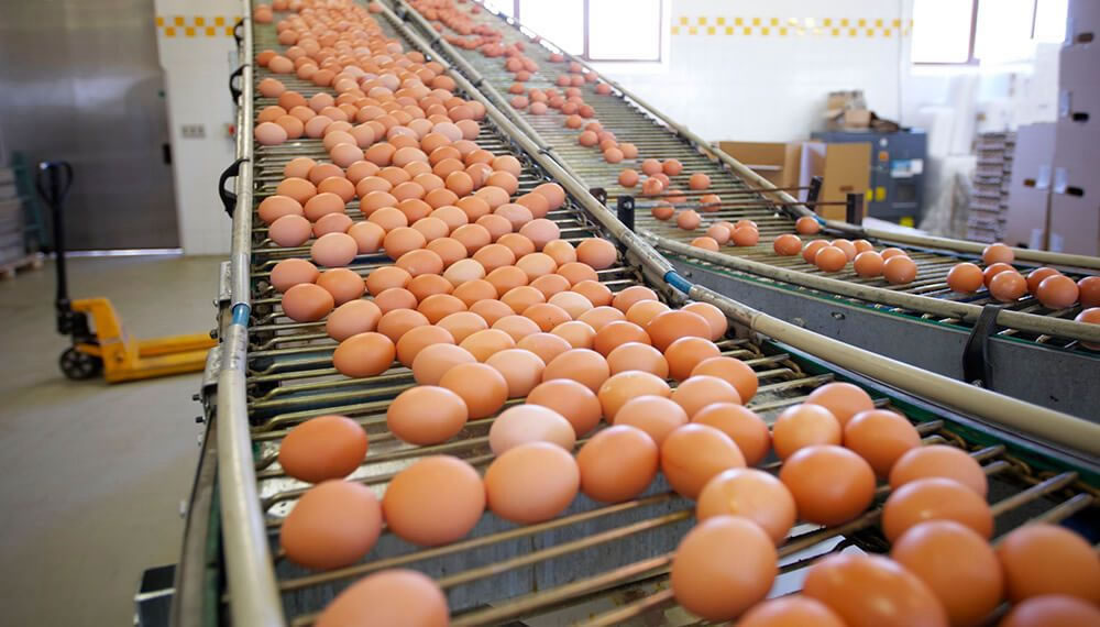 Argentina alcanzó un nuevo récord: Se convirtió en el mayor consumidor mundial de huevos con 398 unidades por habitante