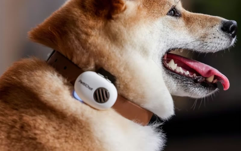 Una empresa china presentó un collar con IA que «traduce» los sonidos de las mascotas